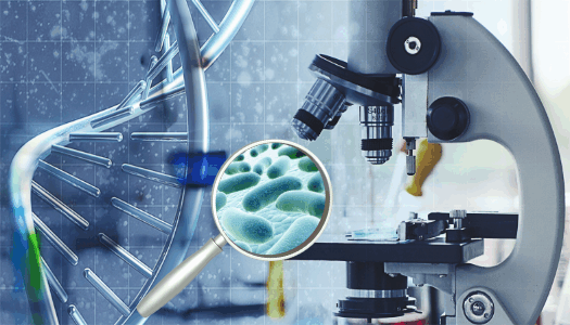 How Microbiologists Identify Bacteria in the Lab