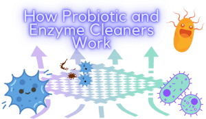Friday night wine stain removal adventure 3 How Probiotic and enzyme cleaners work