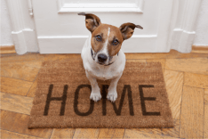 pet greeting owner at door