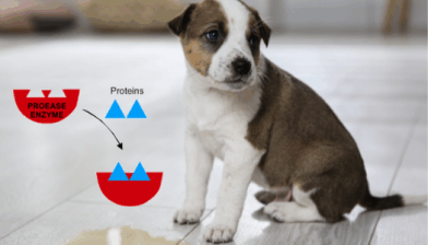 Cleaning enzymes for pet owners