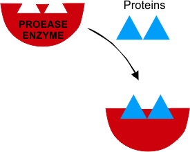 cleaning enzyme, protease