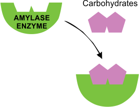 cleaning enzyme amylase