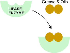 cleaning enzyme, lipase