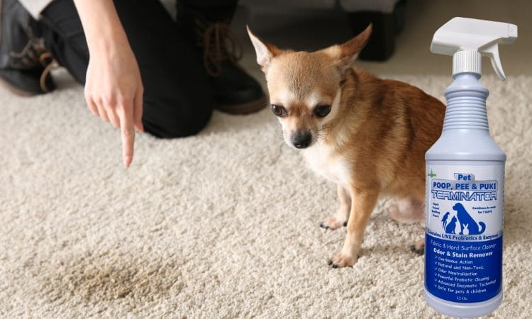 Pet waste cleanup with probiotics and enzymes