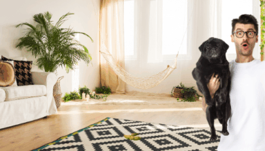remove dog poop stains and odors from carpets