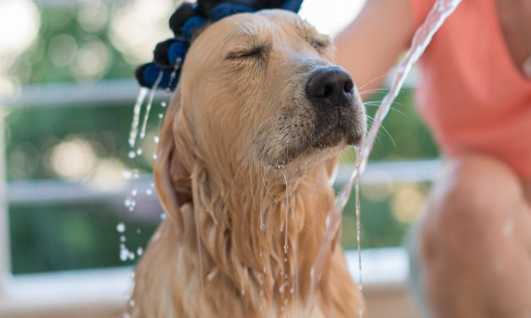how to bathe your dog with 4 in one dog shampoo 