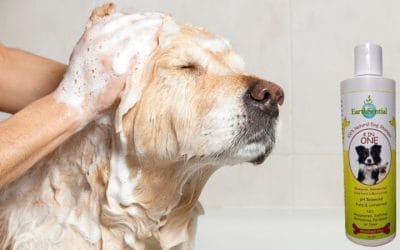 How to bathe your dog with 4 in one natural dog shampoo