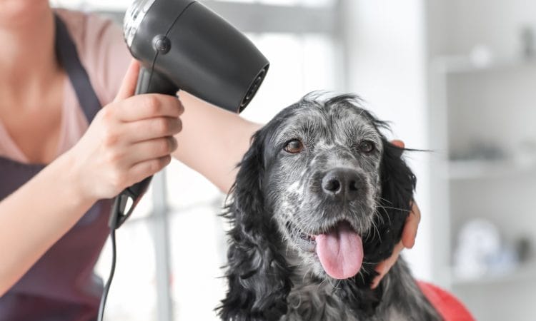 how to bathe your dog with 4 in one dog shampoo by earthsential