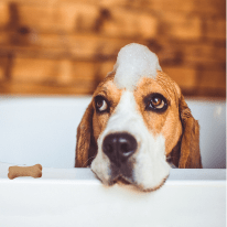 How to bathe your doy with 4 in one natural dog shampoo
