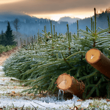 The Magic of Christmas Tree Scent Without the Tree