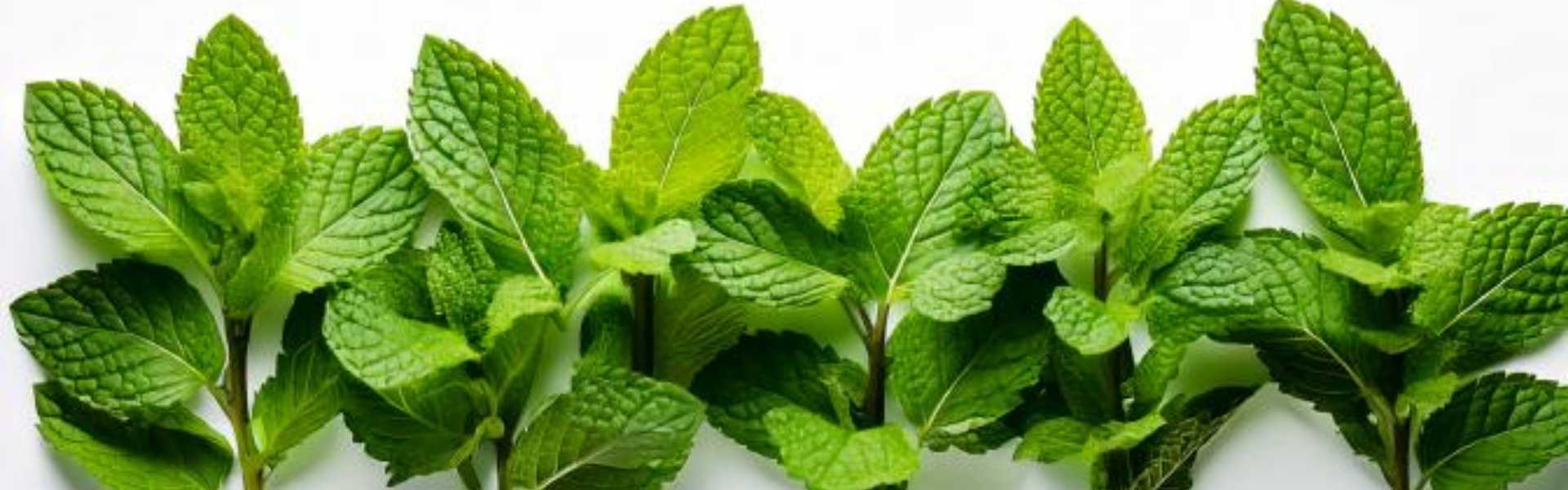 all natural peppermint oil products