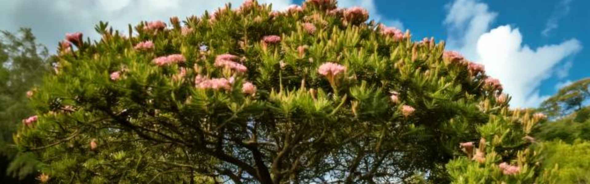 all natural clove oil products