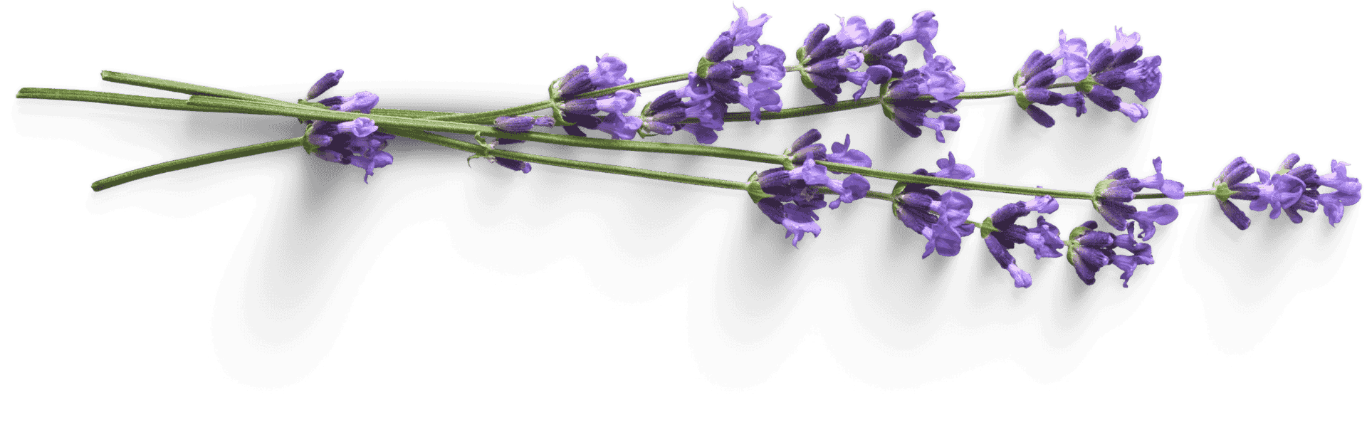 lavender oil plant