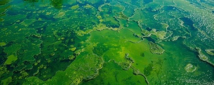 avoiding toxic chemicals in traditional cleaners, algae bloom